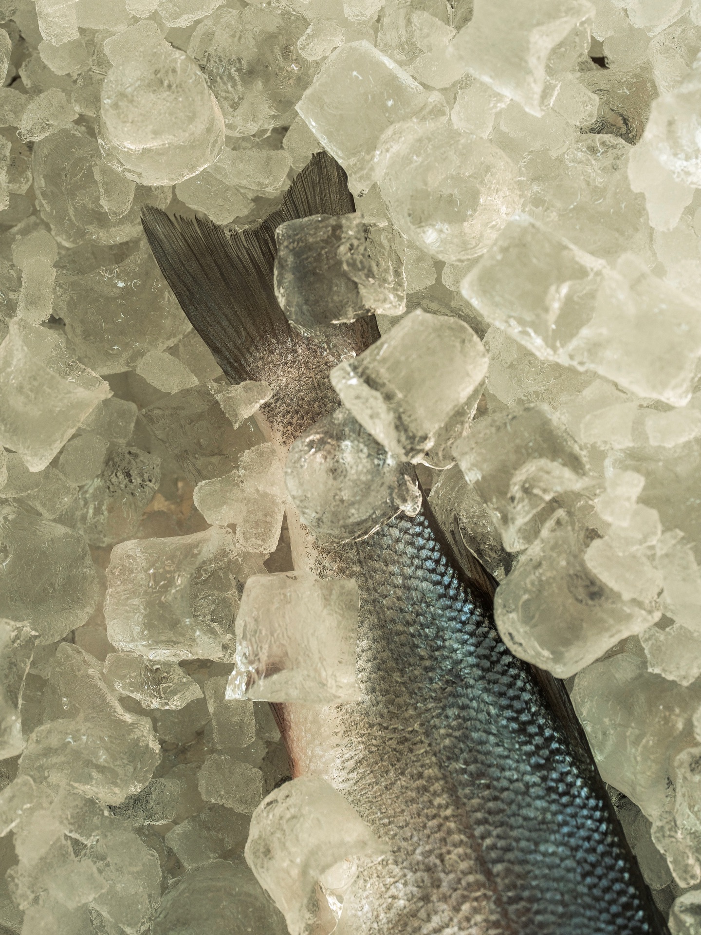 Fresh whole fish displayed on ice